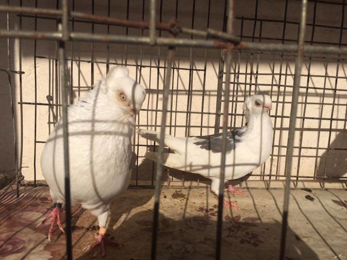 12270540_922487001168875_1240182458_n