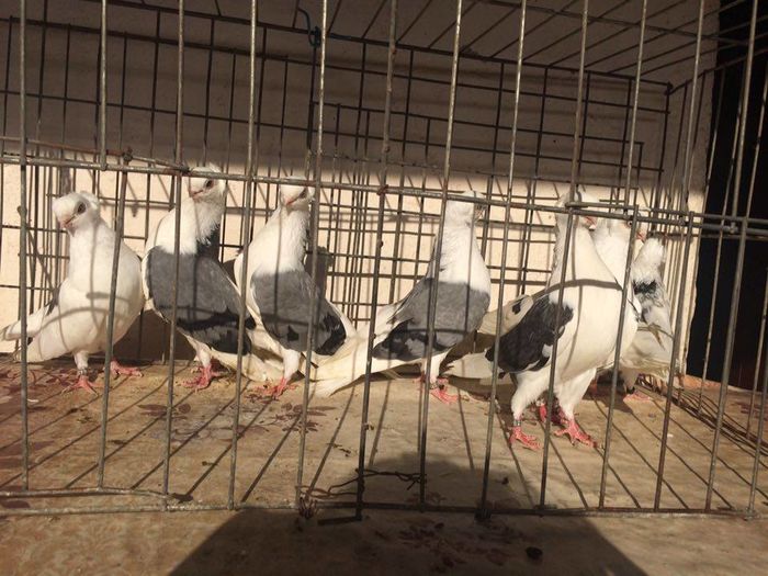 12272654_922487061168869_1435518834_n