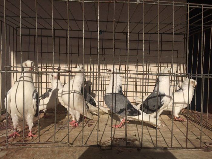 12273156_922487064502202_1988433833_n