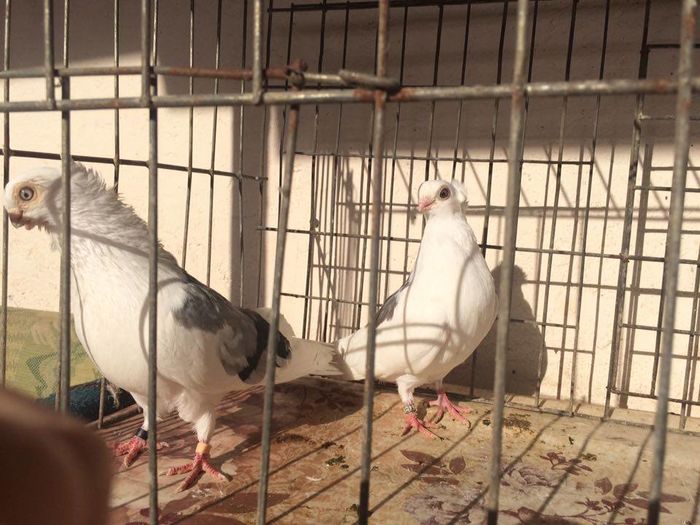 12277035_922487014502207_67975130_n