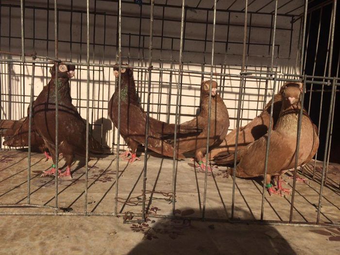 12277045_922486934502215_541484593_n