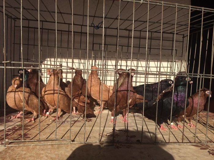 tineret 2015 mascul + femele