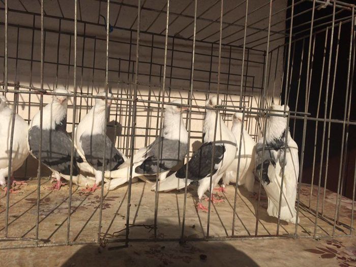 12277221_922487037835538_1918334826_n