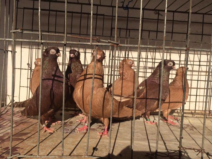 12277248_922486967835545_1663512610_n