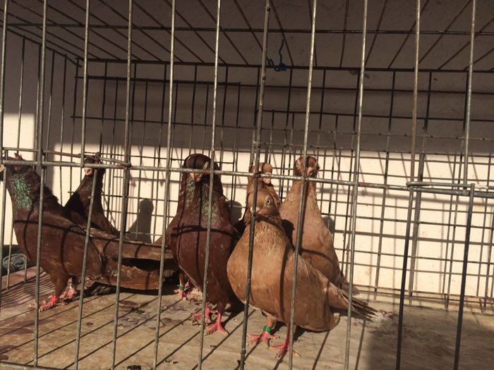 12278230_922486931168882_151454438_n