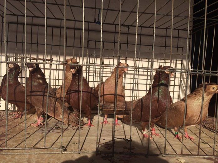 12286044_922486921168883_160460036_n