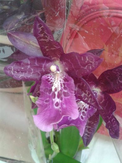 Beallara Peggy Ruth Carpenter Jem