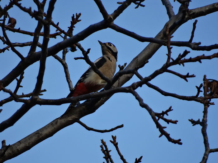 acum vine f. des prin gradina - vizitatorii gradinii-2015-2