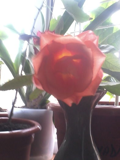 IMG_20151122_125704; Trandafir Animo, din gradinita mea.
