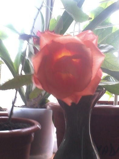IMG_20151122_125704 - Florile mele dragi