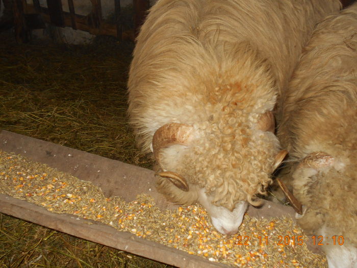 Picture 340 - Productia De Miei 2015