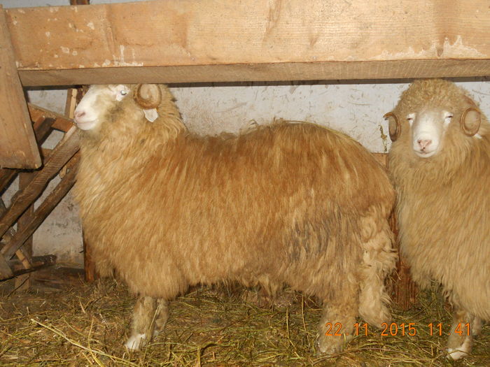 Picture 254 - Productia De Miei 2015