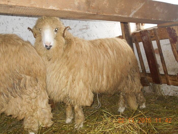 Picture 257 - Productia De Miei 2015