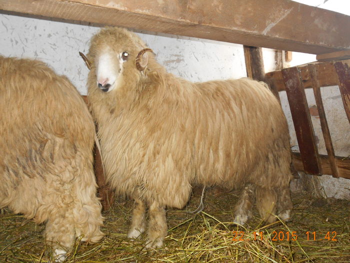 Picture 258 - Productia De Miei 2015