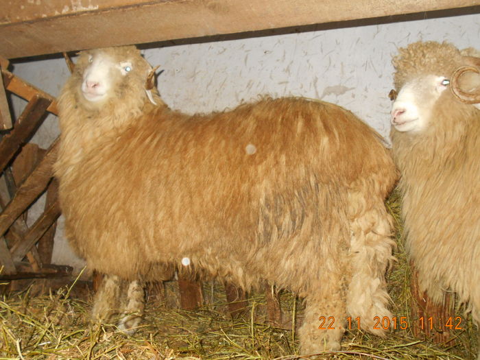 Picture 259 - Productia De Miei 2015