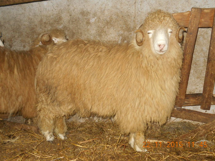 Picture 267 - Productia De Miei 2015