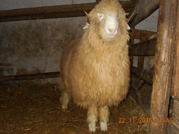 Picture 273 - Productia De Miei 2015