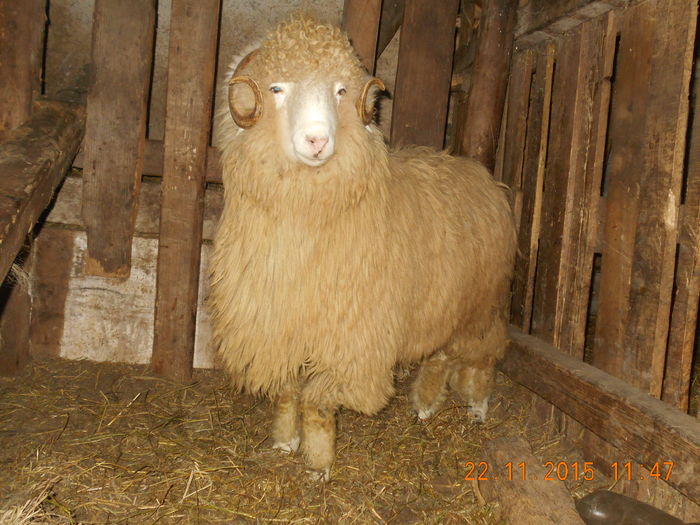 Picture 279 - Productia De Miei 2015