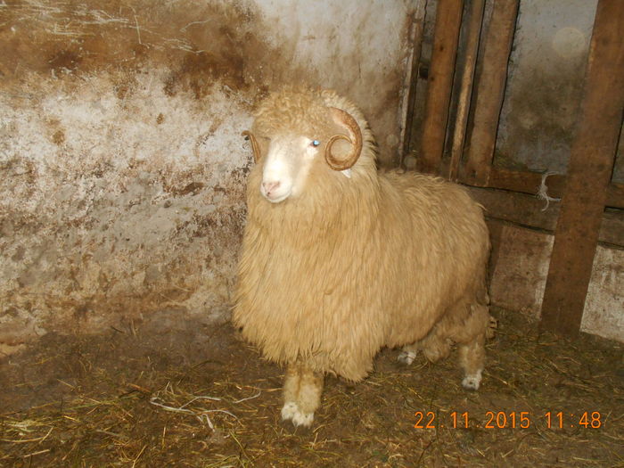 Picture 280 - Productia De Miei 2015