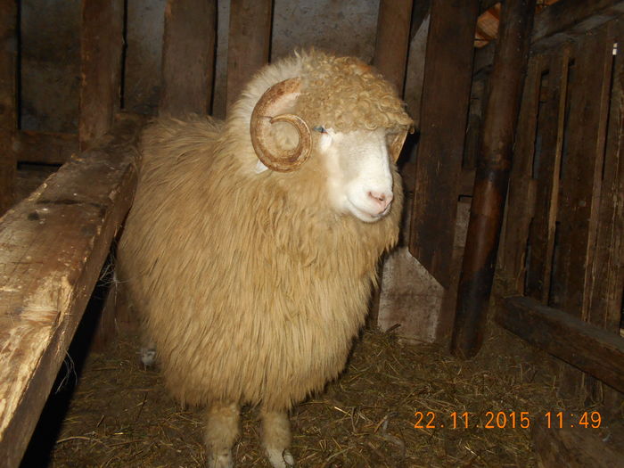 Picture 283 - Productia De Miei 2015