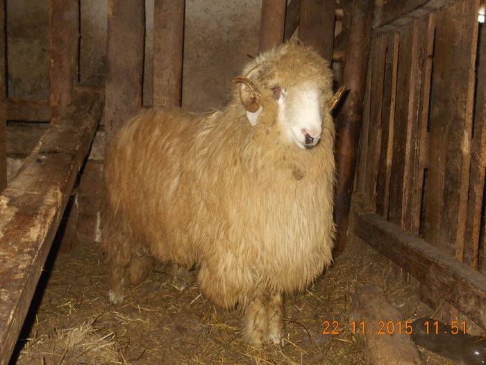 Picture 290 - Productia De Miei 2015