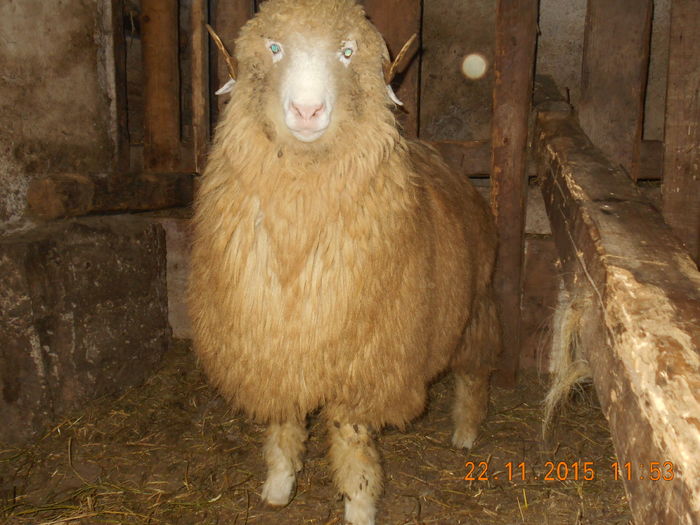 Picture 298 - Productia De Miei 2015