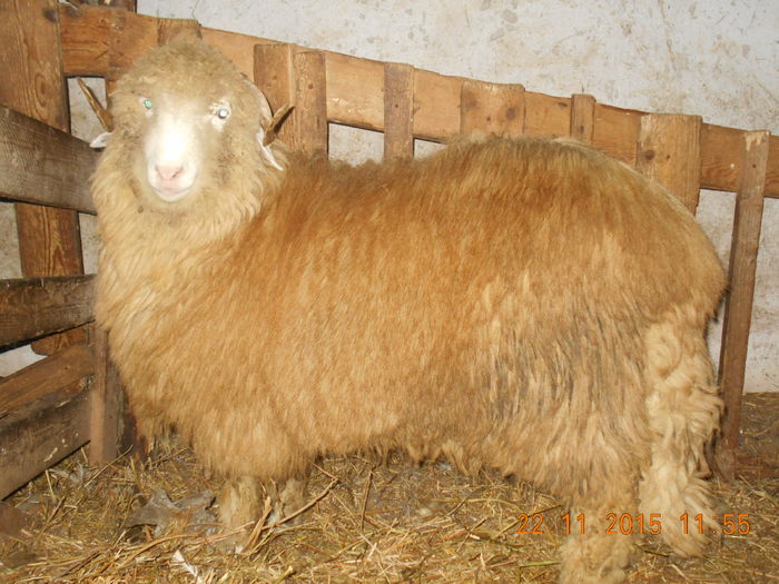 Picture 306 - Productia De Miei 2015