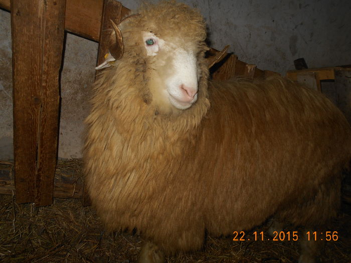 Picture 309 - Productia De Miei 2015