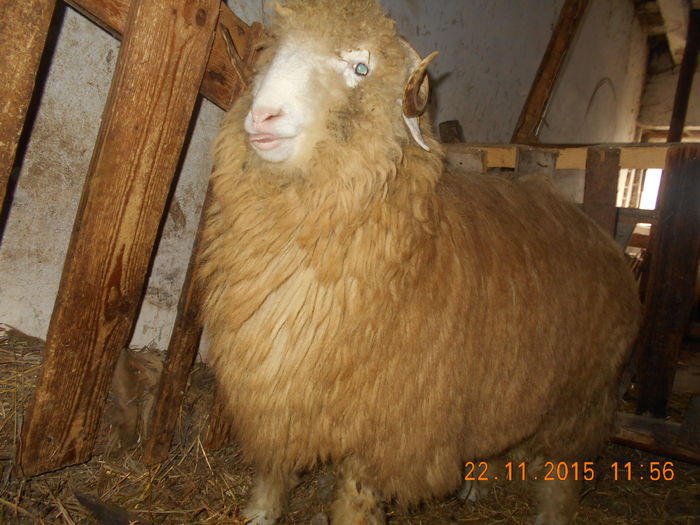 Picture 313 - Productia De Miei 2015