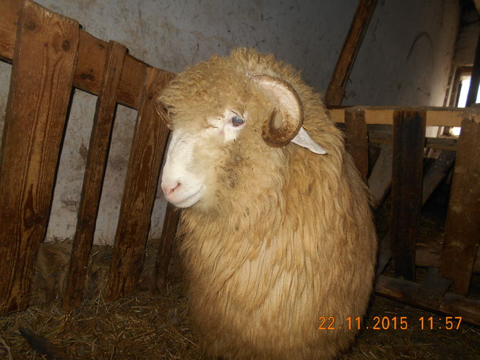 Picture 320 - Productia De Miei 2015