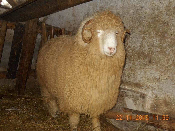 Picture 328 - Productia De Miei 2015