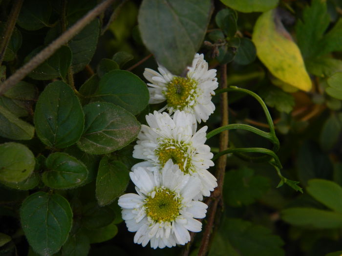 DSCN4257 - 2015_NOIEMBRIE_2