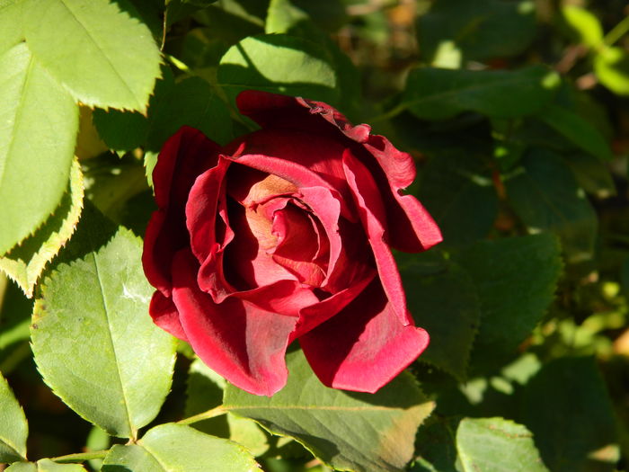 DSCN4264