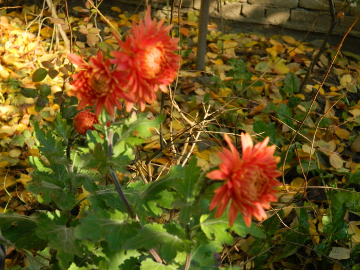 DSCN4289