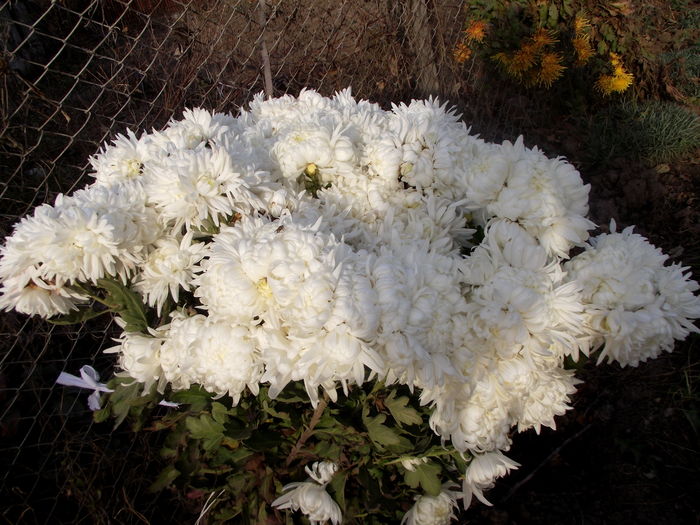 crizanteme white olymp 1 - flori in gradina