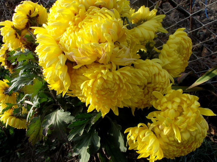 crizanteme yellow olymp - flori in gradina