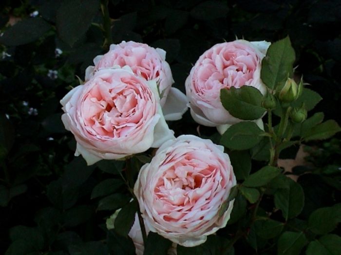 Evelyn Rose 1a 350 - Trandafiri nou sositi in gradina mea -Roses newcomers in my garden