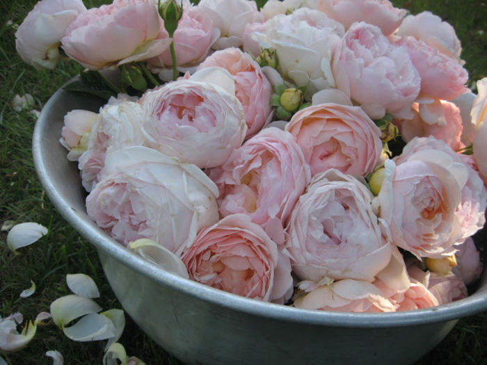 evelyn rose 009 - Trandafiri nou sositi in gradina mea -Roses newcomers in my garden
