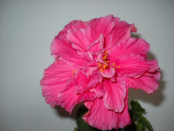 009 - HIBISCUS-2015