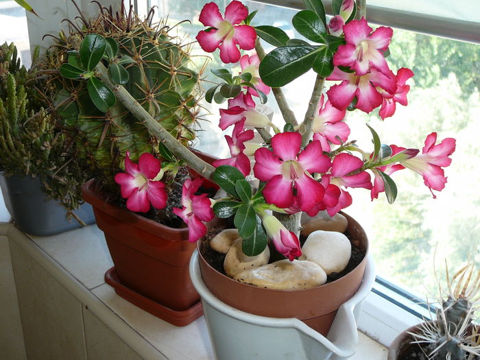 Picture 099 - adenium