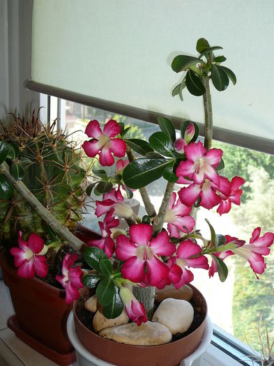 ADENIUM