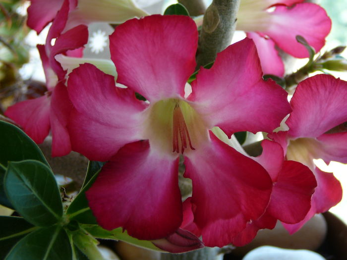 Picture 102 - adenium