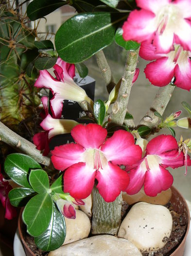 Picture 016 - adenium