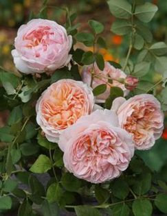 evelyn rose - Trandafiri nou sositi in gradina mea -Roses newcomers in my garden