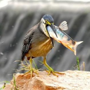 64800_6435dcdd2113a398da3c69ee654ce2b1_mdsq - BIRDS