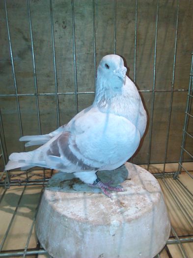 IMG_20151121_080256 - Porumbei standard 2015