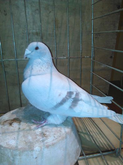 IMG_20151121_080327 - Porumbei standard 2015