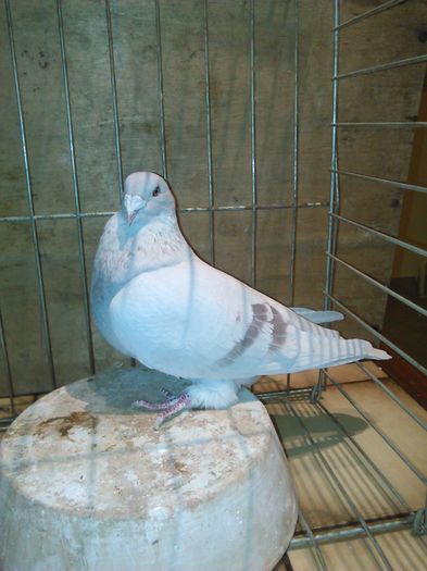 IMG_20151121_080333 - Porumbei standard 2015