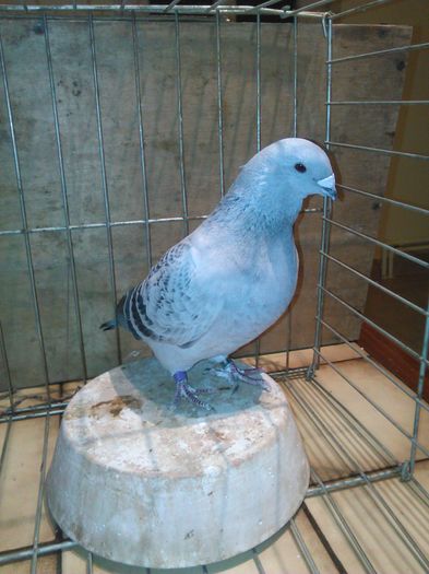 IMG_20151121_080500 - Porumbei standard 2015