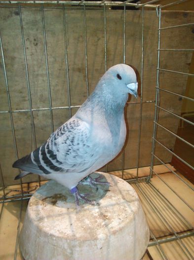 IMG_20151121_080518 - Porumbei standard 2015